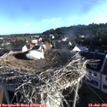 07_10-nest.jpg