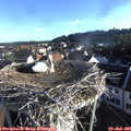 07_15-nest.jpg