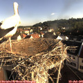 07_45-nest.jpg