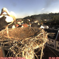 07_50-nest.jpg