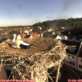08_05-nest.jpg