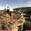 08_15-nest.jpg
