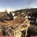 08_20-nest.jpg