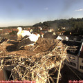 08_25-nest.jpg