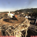 08_30-nest.jpg