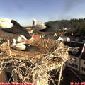 08_35-nest.jpg