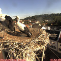 08_40-nest.jpg