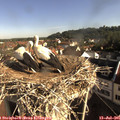 08_45-nest.jpg