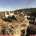 08_50-nest.jpg