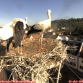 09_00-nest.jpg