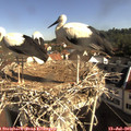 09_10-nest.jpg