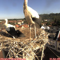 09_15-nest.jpg