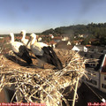 09_20-nest.jpg
