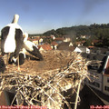 09_25-nest.jpg