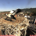 09_35-nest.jpg