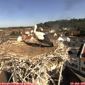09_45-nest.jpg
