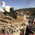 09_55-nest.jpg