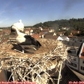 10_10-nest.jpg