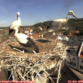 10_20-nest.jpg