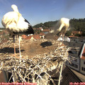 10_25-nest.jpg