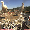 10_30-nest.jpg