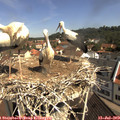 10_35-nest.jpg