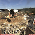 10_40-nest.jpg