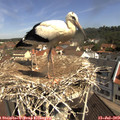10_50-nest.jpg