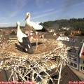 11_05-nest.jpg