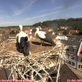 11_10-nest.jpg