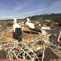 11_15-nest.jpg