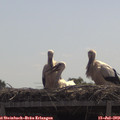 11_20-mast.jpg