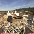 11_20-nest.jpg