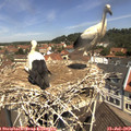 11_30-nest.jpg