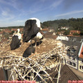 11_40-nest.jpg