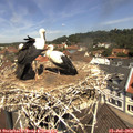 11_45-nest.jpg