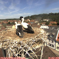 11_50-nest.jpg