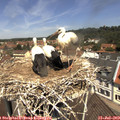 11_55-nest.jpg