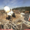 12_00-nest.jpg