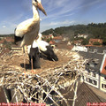 12_05-nest.jpg