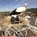 12_10-nest.jpg