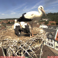 12_15-nest.jpg