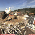 12_25-nest.jpg