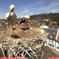 12_30-nest.jpg