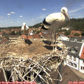 12_50-nest.jpg