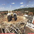 13_00-nest.jpg