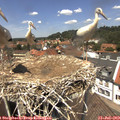 13_05-nest.jpg
