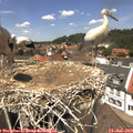 13_10-nest.jpg