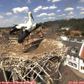 13_25-nest.jpg