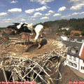 13_30-nest.jpg